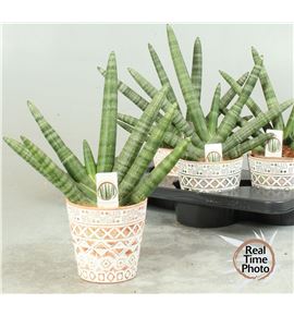 Pl. sanseveria cylindrica handshake 37cm x4 - SANCYLHAN41437