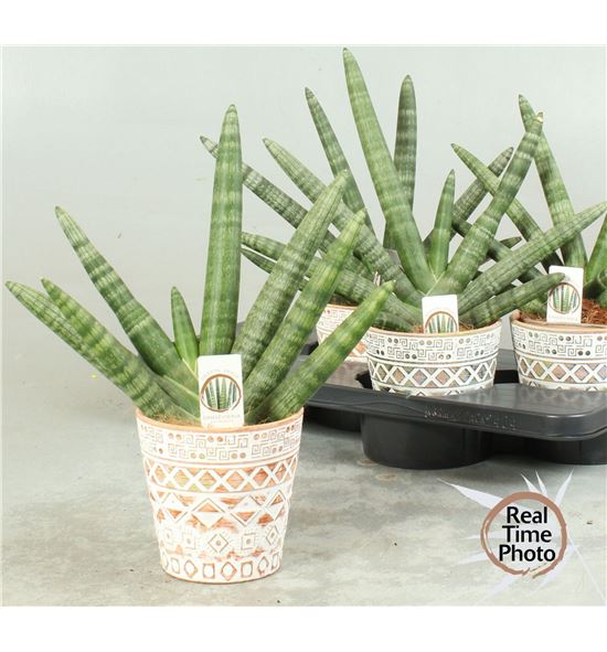 Pl. sanseveria cylindrica handshake 37cm x4 - SANCYLHAN41437