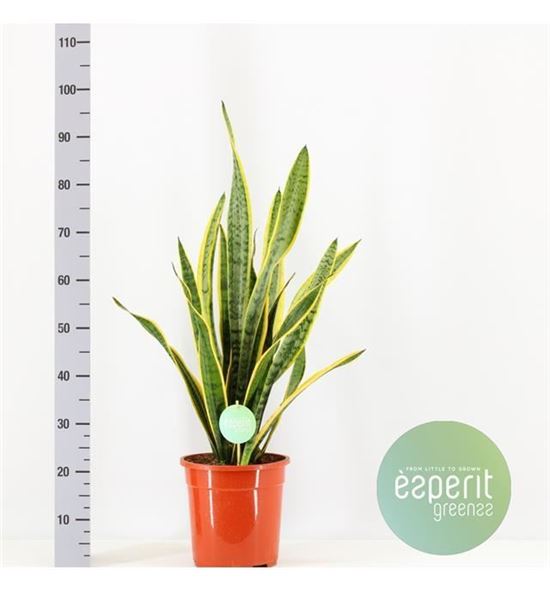 Pl. sanseveria laurentis 75cm x1 - SANFUT12490
