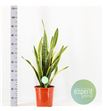 Pl. sanseveria laurentis 75cm x1 - SANFUT12490