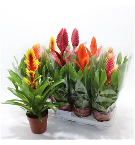 Pl. vriesea mixto 40cm x10 - VRIMIX101240