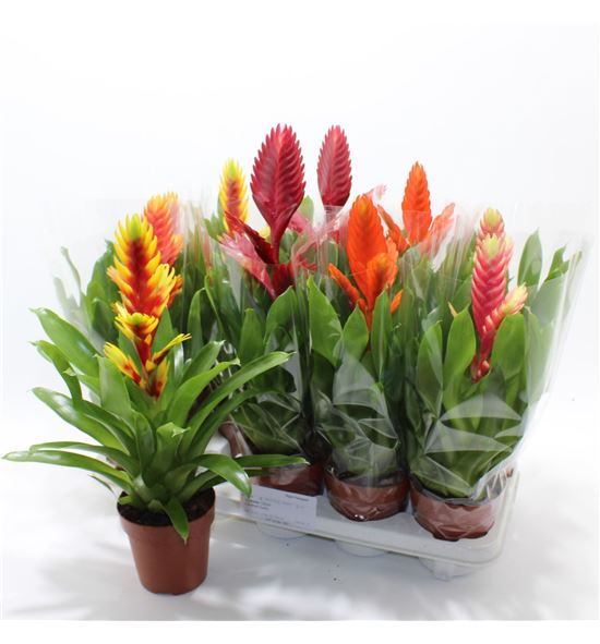Pl. vriesea mixto 40cm x10 - VRIMIX101240
