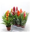 Pl. vriesea mixto 40cm x10 - VRIMIX101240
