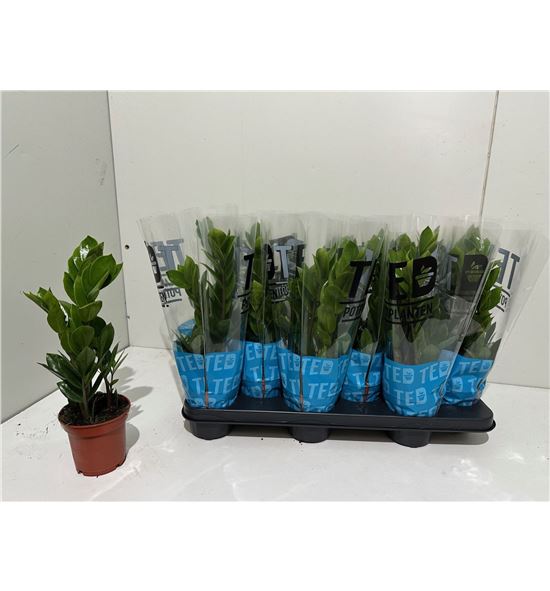 Pl. zamioculcas zamiiflolia 40cm x12 - ZAMZAM1251040