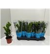 Pl. zamioculcas zamiiflolia 40cm x12 - ZAMZAM1251040