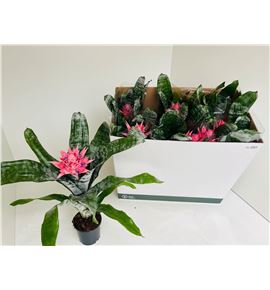 Pl. aechmea primera 50cm x10 - AECPRI101250