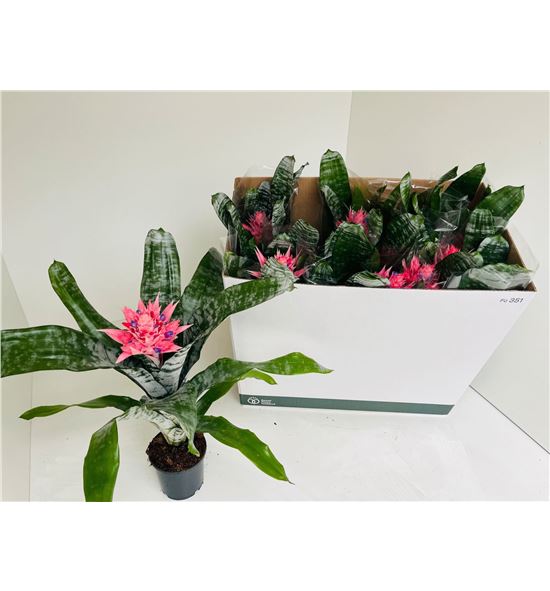 Pl. aechmea primera 50cm x10 - AECPRI101250