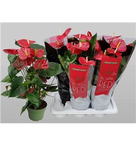 Pl. anthurium oklahoma 55cm x6 - ANTOKL61765
