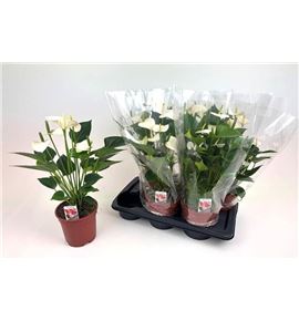 Pl. anthurium snow love 50cm x6 - ANTSNOLOV61750