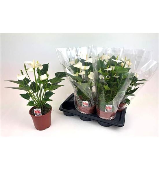 Pl. anthurium snow love 50cm x6 - ANTSNOLOV61750