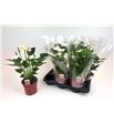 Pl. anthurium snow love 50cm x6 - ANTSNOLOV61750