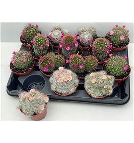 Pl. cactus florenciente x14 10cm - CACFLO1450810