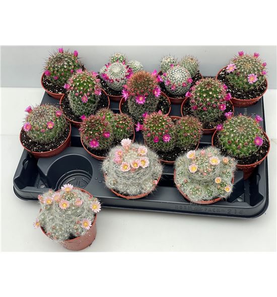 Pl. cactus florenciente x14 10cm - CACFLO1450810