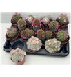 Pl. cactus florenciente x14 10cm - CACFLO1450810