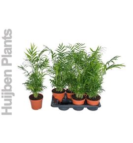 Pl. chamaedora elegans 55cm x6 - CHAELE61765