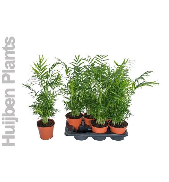 Pl. chamaedora elegans 55cm x6 - CHAELE61765