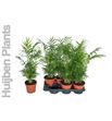 Pl. chamaedora elegans 55cm x6 - CHAELE61765