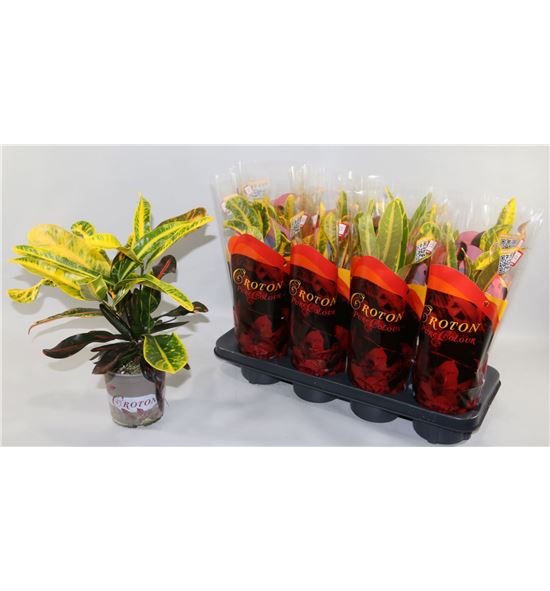 Pl. codiaeum mammi 40cm x8 - CODMAM81340