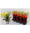 Pl. codiaeum mammi 40cm x8 - CODMAM81340
