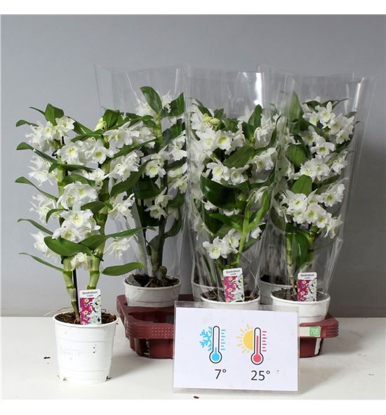 Pl. dendrobium nobile star class apollo 45cm x6 - DENNOBSTA61240