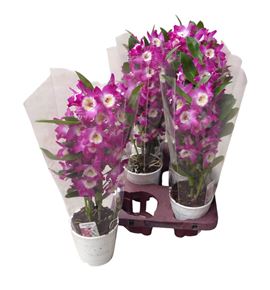 Pl. dendrobium nobile cultivars 35cm x6 - DENNOBCUL61245