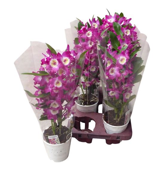 Pl. dendrobium nobile cultivars 35cm x6 - DENNOBCUL61245