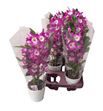 Pl. dendrobium nobile cultivars 35cm x6 - DENNOBCUL61245