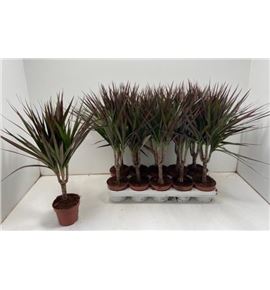 Pl. dracaena magenta 40cm x10 - DRAMAG101250