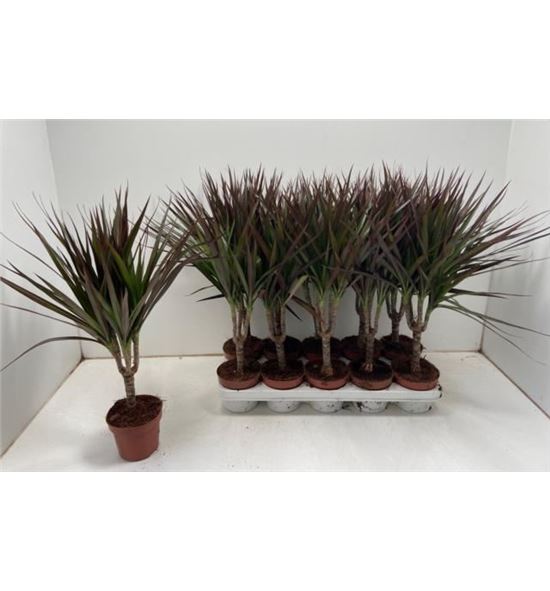 Pl. dracaena magenta 40cm x10 - DRAMAG101250