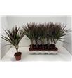 Pl. dracaena magenta 40cm x10 - DRAMAG101250