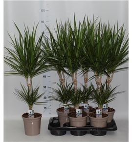 Pl. dracaena marginata 80cm x6 - DRAMAR61785