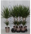 Pl. dracaena marginata 80cm x6 - DRAMAR61785