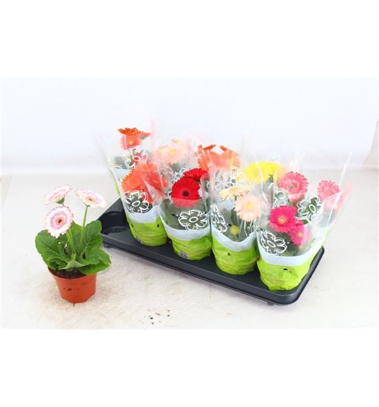 Pl. gerbera mixta 25cm x10 - GERMIX101225