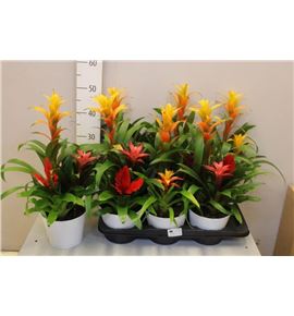 Pl. guzmania mixta 50cm x6 - GUZMIX61750