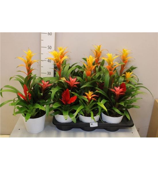 Pl. guzmania mixta 50cm x6 - GUZMIX61750