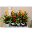 Pl. guzmania mixta 50cm x6 - GUZMIX61750