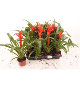 Pl. guzmania ostara 35cm x12 - GUZOST12940