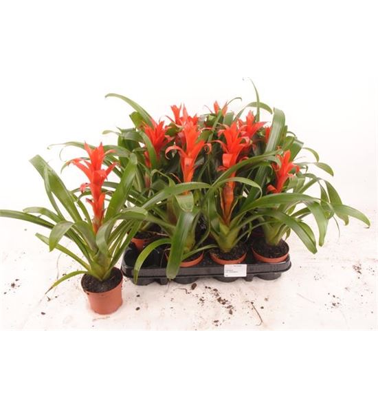 Pl. guzmania ostara 35cm x12 - GUZOST12940