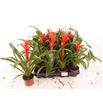 Pl. guzmania ostara 35cm x12 - GUZOST12940