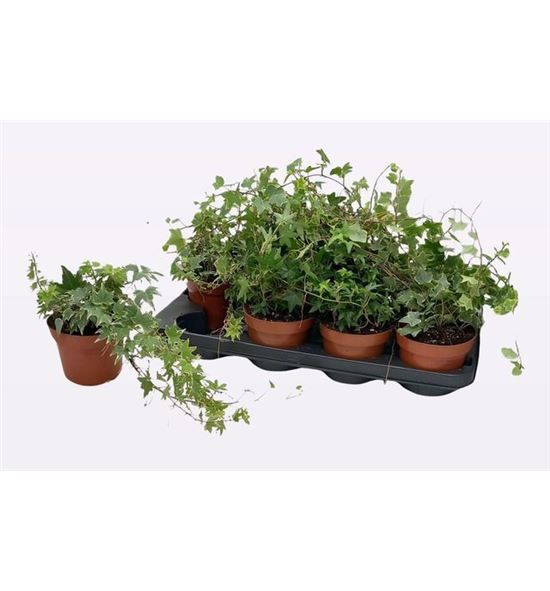 Pl. hedera helix mixto 25cm x8 - HEDHELMIX81325