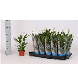 Pl. spathiphyllum alana 30cm x18 - SPAALA18930