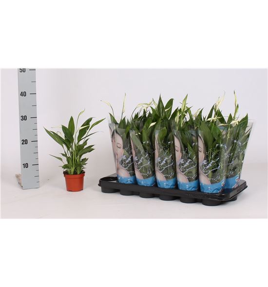 Pl. spathiphyllum alana 30cm x18 - SPAALA18930