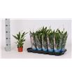Pl. spathiphyllum alana 30cm x18 - SPAALA18930