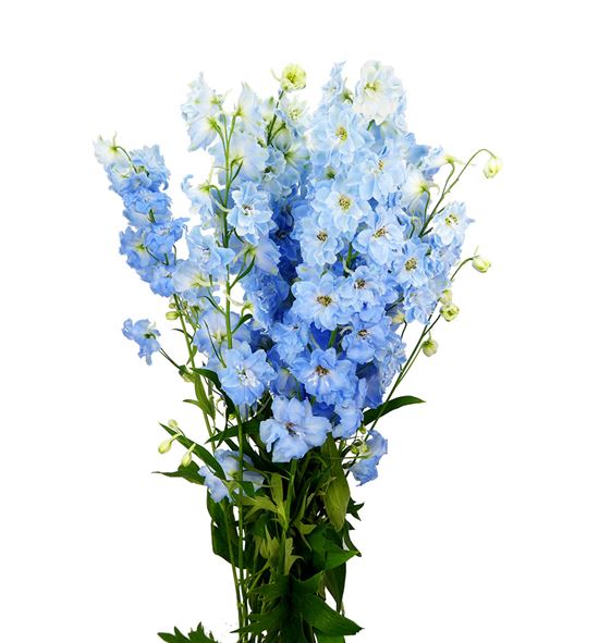Delphinium dewi boy 100 - DELDEWBOY