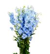 Delphinium dewi boy 100 - DELDEWBOY