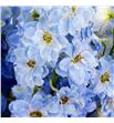 Delphinium dewi boy 100 - DELDEWBOY1