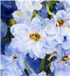Delphinium dewi boy 100 - DELDEWBOY2