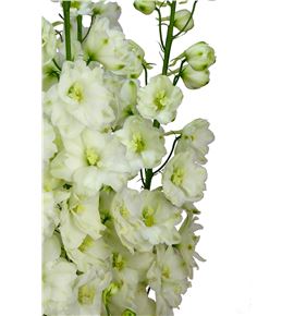 Delphinium dewi siberia 100 - DELDEWDUT