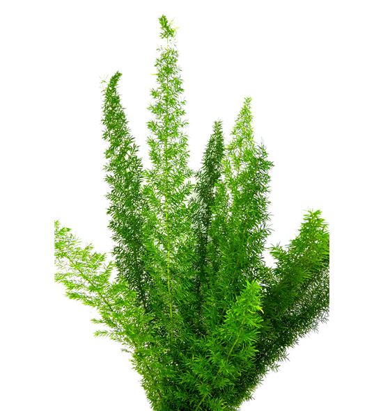 Esparraguera meyeri 70 x50t - ESPMEY