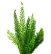 Esparraguera meyeri 70 x50t - ESPMEY